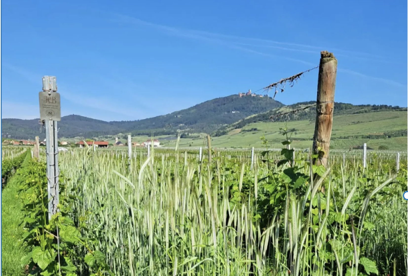 En Alsace, le domaine Huber et Blécher privilégie les engrais verts