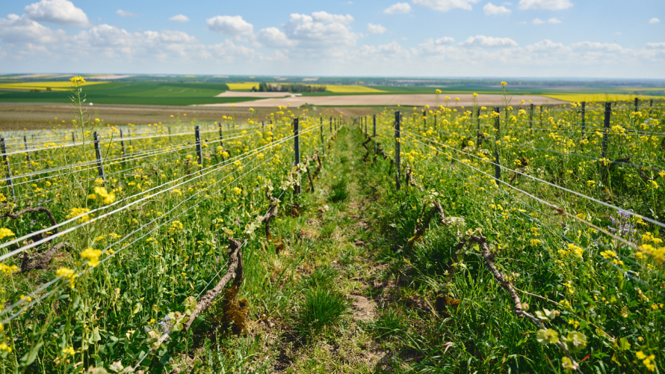 Pernod Ricard favorise les couverts végétaux et la biodiversité dans ses vignes de champagne